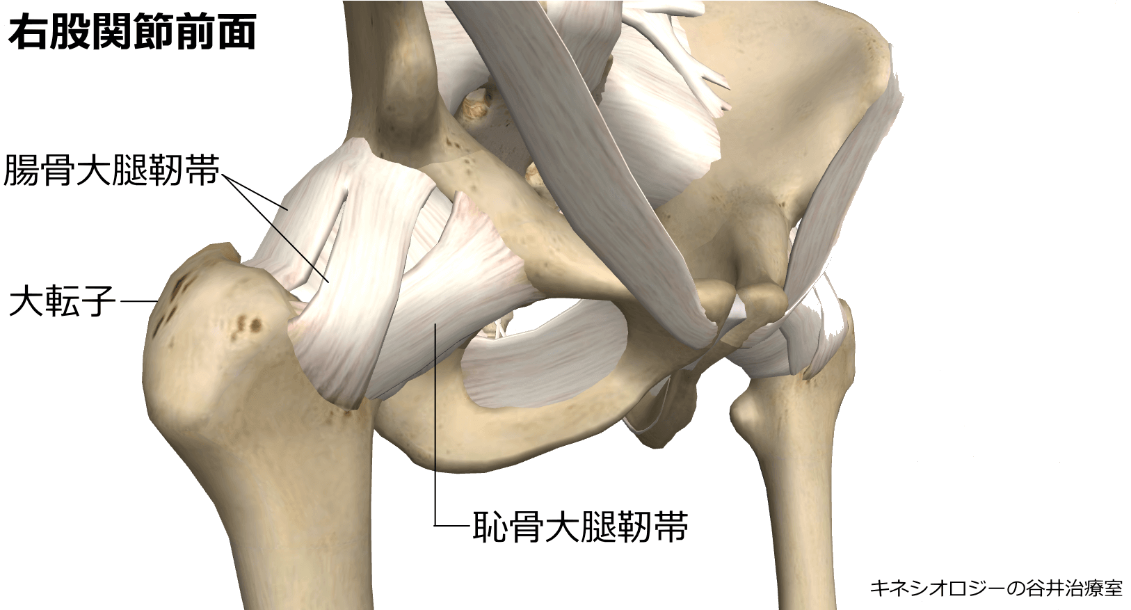 股関節の痛み専門整体院 札幌谷井治療室