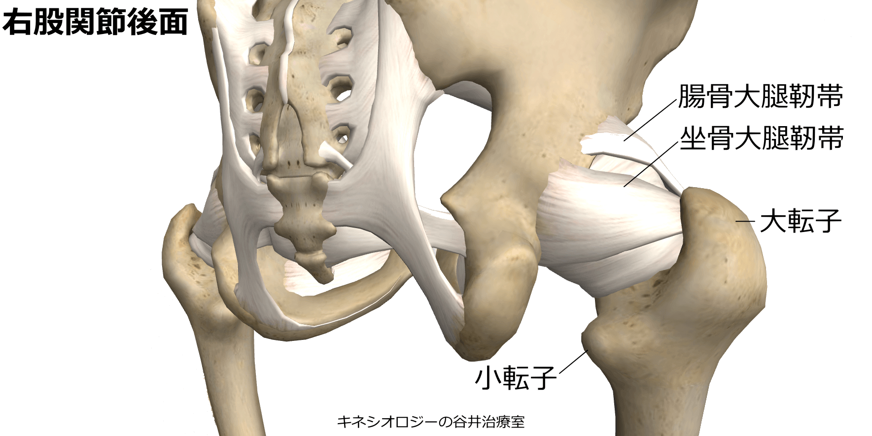 股関節の痛み専門整体院 札幌谷井治療室